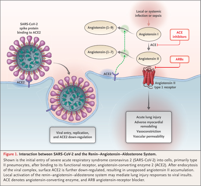 ACE2 and SARS-CoV-2
