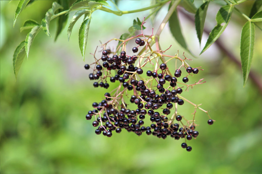 American elderberry